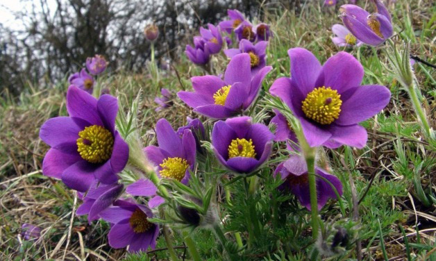 Берегите первоцветы