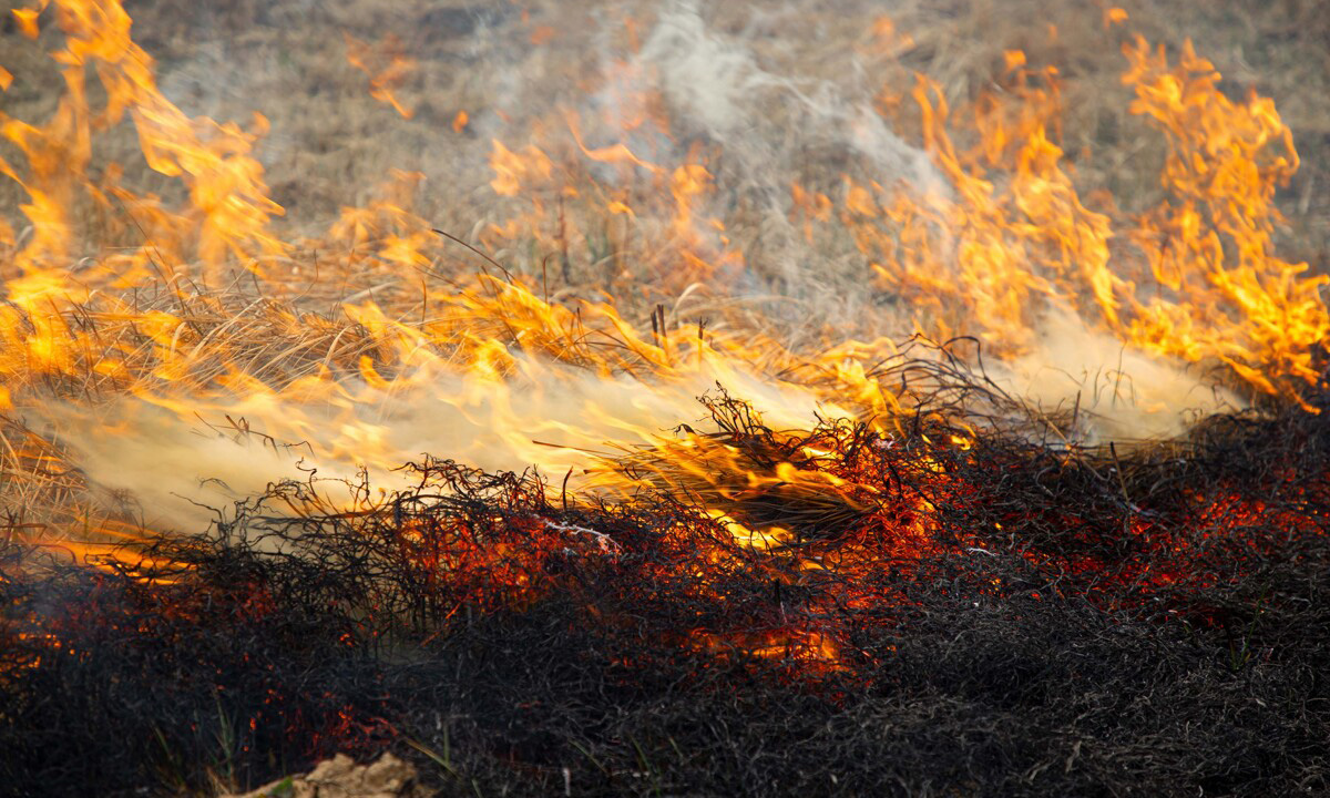 Выжигание травы – преступление против природы