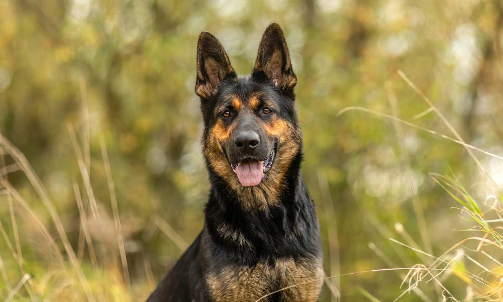 С 1 июля в столице меняется порядок начисления налога на собак