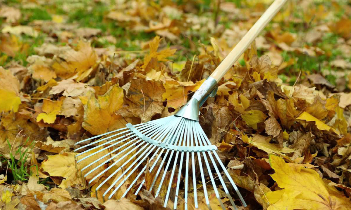 25 октября 2025 года состоится республиканский субботник